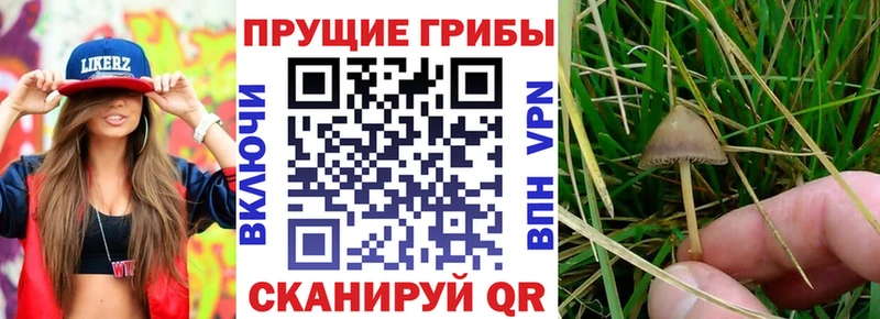 как найти   Сорочинск  Псилоцибиновые грибы прущие грибы 